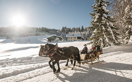 Two horses pulling a horse-drawn sleigh through a snowy winter landscape with pine trees and houses in the background.