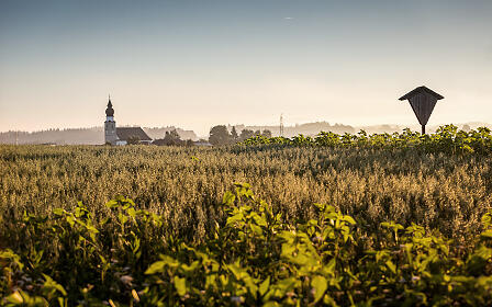 Weite Landschaft mit Getreidefeld, im Hintergrund eine Kirche und ein Holzunterstand, sanftes Morgenlicht taucht die Szenerie in warme Farben.