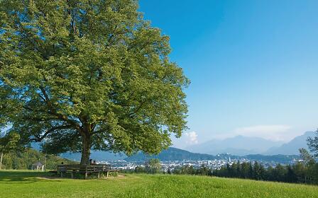 Großer Laubbaum auf einer grünen Wiese mit Blick auf eine Stadt und Berglandschaft an einem sonnigen Sommertag.