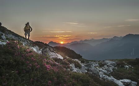 Wanderer auf felsigem Bergpfad bei Sonnenaufgang, umgeben von blühenden Almrosen und Bergketten im Hintergrund.